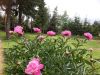 apartmani-bozur-zlatibor-vila-2