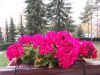 apartmani-bozur-zlatibor-vila-4